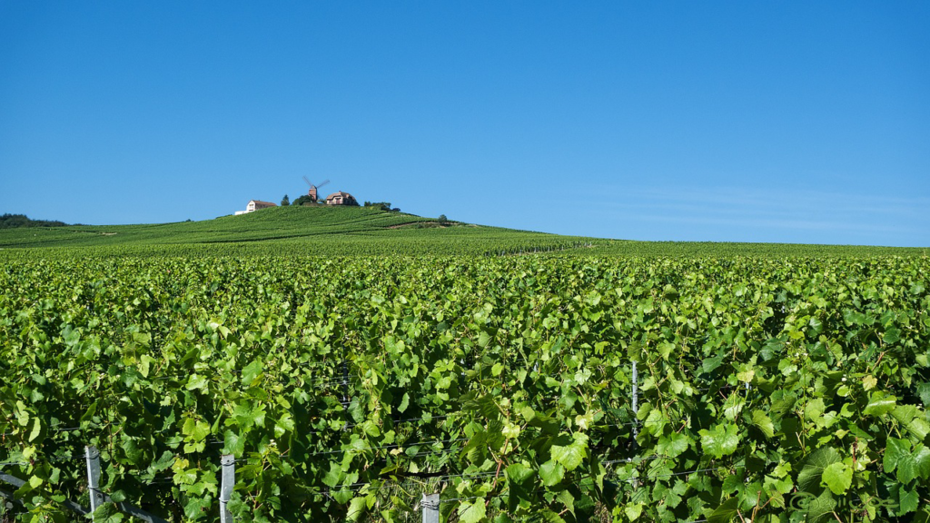 Champagne vineyards, windmill in distance, rolling hills