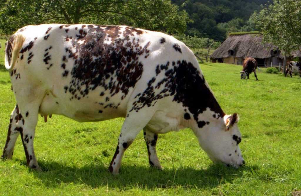 Normandy dairy cow